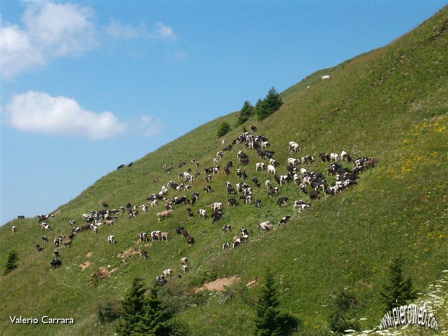 42' Mandria al pascolo sul monte Gardena.jpg